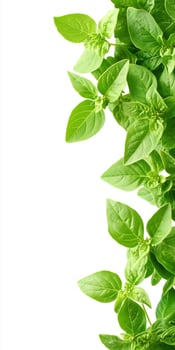 Basil leaves on white background photo