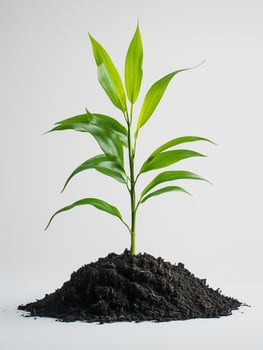 Photorealistic Panda Plant with soil, Panda Plant plant copy space, isolated on white plant photo