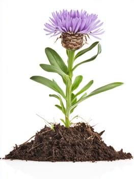 A purple flower growing out of the ground photo
