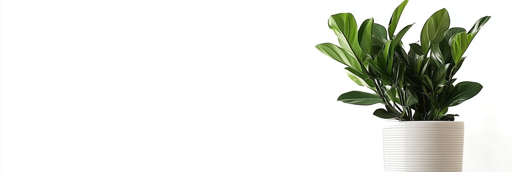 ZZ Plant with white space, photorealistic ZZ Plant plant, isolated on white ZZ Plant photo