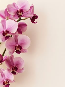 Blooming Orchid Branch with Purple Flowers on Creamy Background Creates Serenity photo