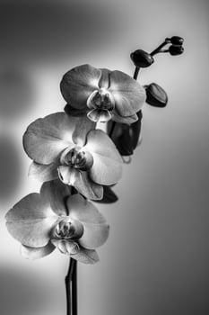 a monochrome image of an orchid plant in full bloom photo