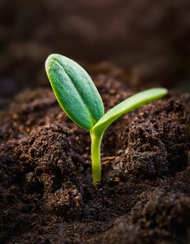 New Seedling Emerging From Rich Soil in Early Morning Light During Spring Growth Season photo
