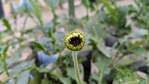 A sunflower with a green center and a yellow center photo