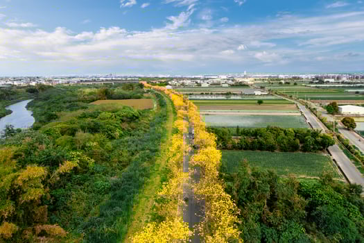 the golden trumpet tree avenue at Puzi township, Chiayi, Taiwan photo