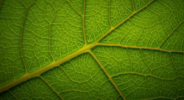 Vibrant green leaf texture detailed macro shot photo