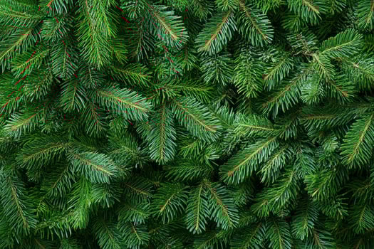 Close-up of Vibrant Green Fir Tree Branches Creates a Natural Texture photo