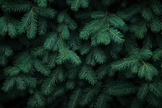 Close-up of Evergreen Fir Branches Showing Needle Details and Texture photo