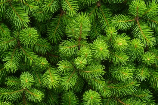 Closeup of Vibrant Green Fir Tree Branches Creating a Dense Texture photo