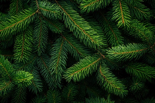 Close-up of Evergreen Tree Branches with Fresh Green Needles Texture photo
