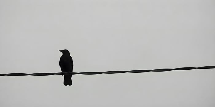 A black cormorant sits on a wire. photo