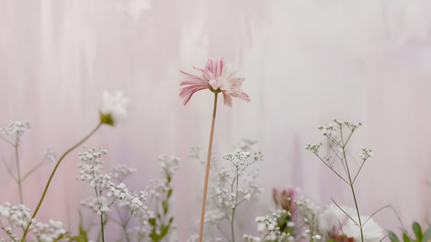 A peony on a background of a forest. photo