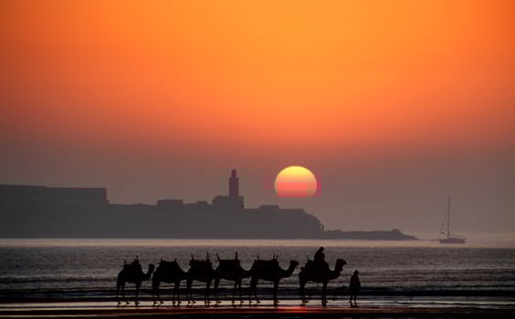 A group of people riding camels on the beach photo