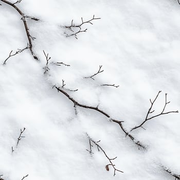 A snow covered branch with no leaves photo