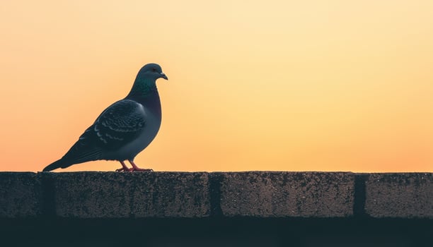 Solitary Pigeon on Flat Rooftop at Sunset Urban Background Copyspace for Reflection photo