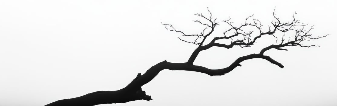 A black and white photo of a tree in the fog
