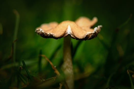 Close-up of a delicate mushroom emerging from lush green grass in a tranquil forest setting 1 photo