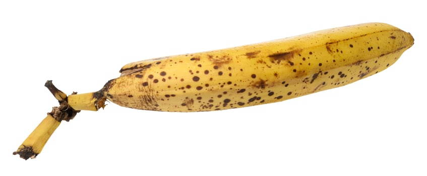 Rotten banana on isolated background, close up photo