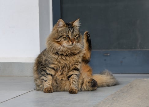 Fluffy tabby cat lounging comfortably on sunny afternoon near a doorway in a cozy setting photo