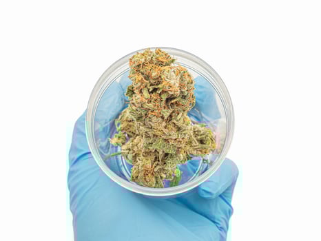 A plastic box with dry cannabis buds flower in hand on a white background photo
