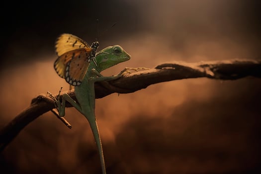 A lizard with a butterfly on its back photo