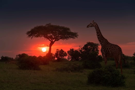 A giraffe stands in front of a tree at sunset photo