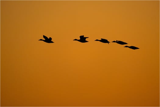 A flock of ducks flying in the sky photo