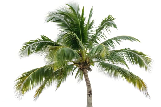 Head Of A Tropical Palm Tree With Big Green Leaves Isolated On White photo