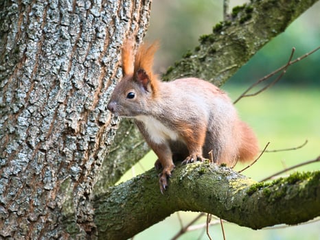 Red squirrel with bushy tail on a branch of a tree. Spring like nature mood photo