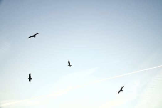 Seagulls glide gracefully through the clear sky, accompanied by gentle clouds. photo