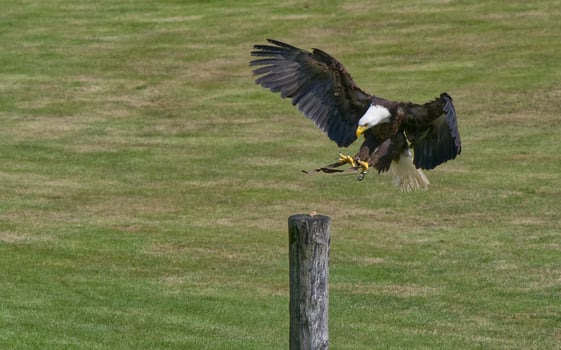 Bald Eagle in Flight Capturing Prey photo