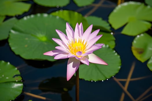 A single pink water lily in a pond with green leaves photo