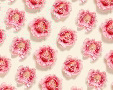 Peony tulips flower spring holiday flowery aesthetic repeat pattern, minimal botanical flat lay, floral top view photo with gradient pink red blooming flower on beige colored nature design