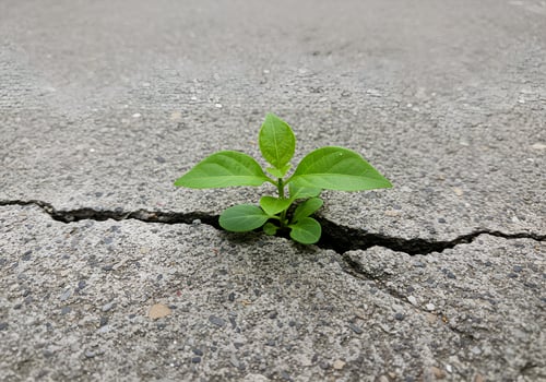 Small Green Plant Emerging Triumphantly Through Cracked Pavement for Inspiration photo