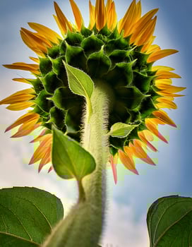 Bright Sunflower Reaching for the Sky on a Sunny Day in a Vibrant Garden photo