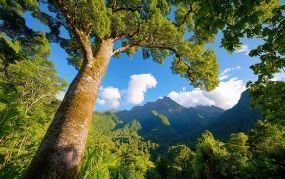 Majestic grove of towering trees and lush mountains under a bright blue sky at midday photo