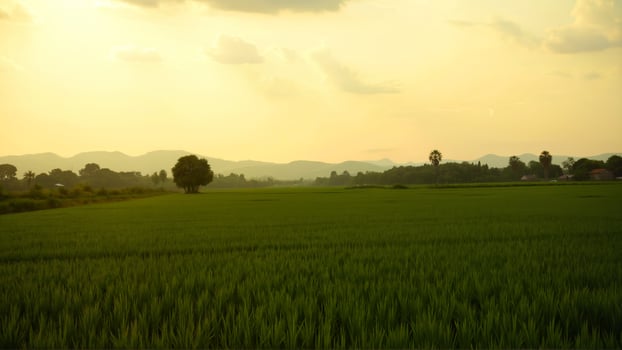 Lush Green Rice Fields Under a Golden Sunset in Serene Landscape photo