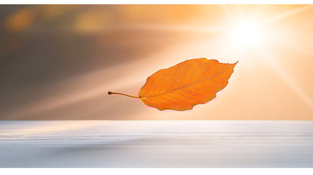 A single orange leaf gracefully suspended in sunlight against a soft blurred background photo