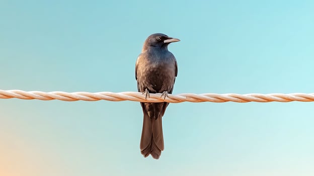 A solitary bird perched on a rope against a serene pastel sky during sunset, symbolizing freedom photo