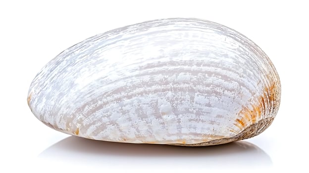 Close-up of a smooth, white clam shell resting on a reflective surface, isolated on white background photo
