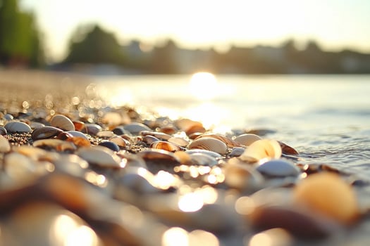 Shells on the beach at sunset photo