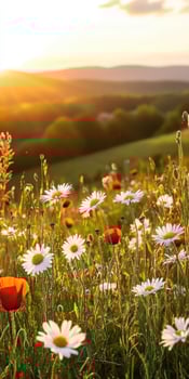 A field of wildflowers at sunset photo