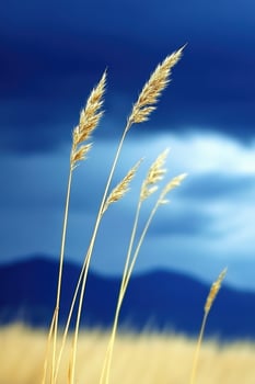 A field of tall grass with blue sky in the background photo
