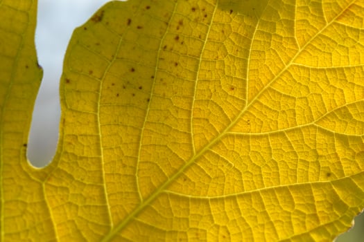 Beautiful autumn leaf showcasing vibrant yellow hues and intricate vein patterns natural sunlight photo