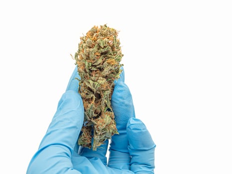 Close-up of hand holding dry marijuana buds flower on a white background photo