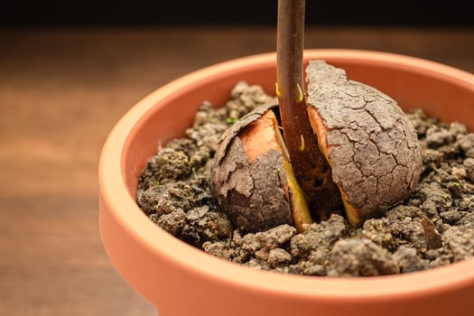 Close-up of a sprouted avocado seed planted in a potted on a wooden table photo