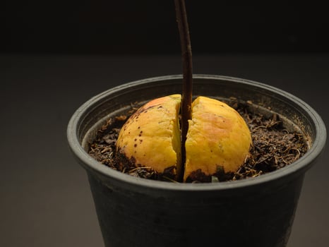 Close-up of sprouted avocado seed planted in a pot on a black background photo