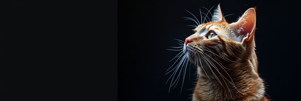 A cat looking up at the sky on a black surface. photo