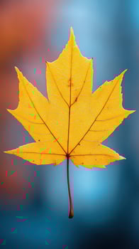 Vibrant yellow maple leaf against a blurred background closeup photo