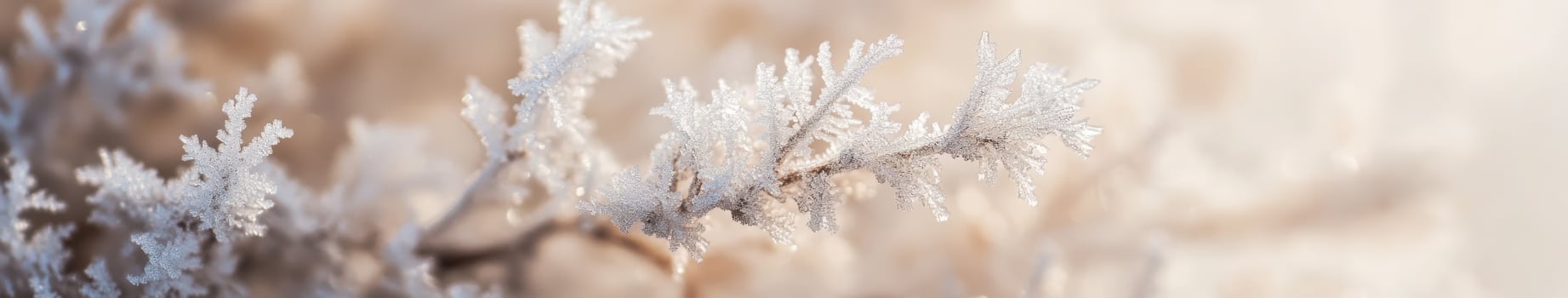 Frosty plants in the winter photo